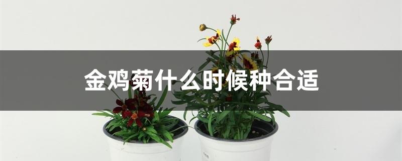 金鸡菊什么时候种合适 金鸡菊什么时候种合适
