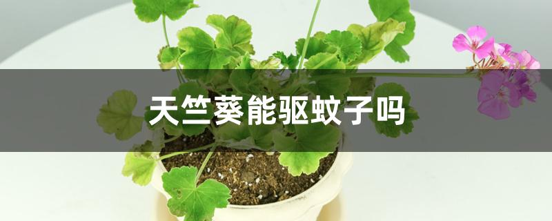 天竺葵能驱蚊子吗 天竺葵能驱蚊子吗