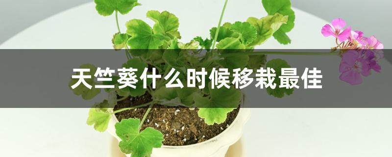 天竺葵什么时候移栽最佳 天竺葵什么时候移栽最佳