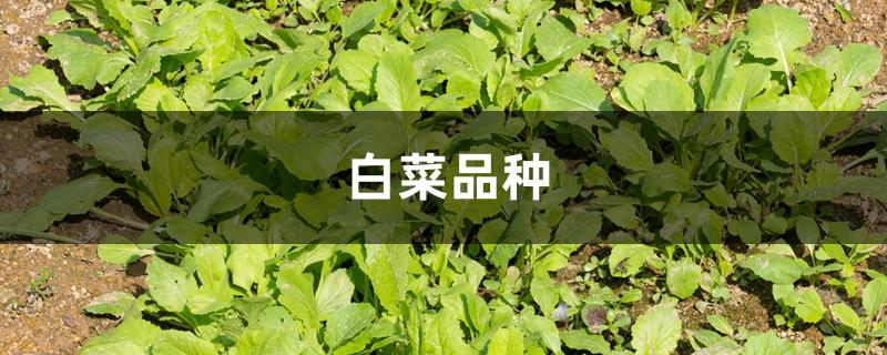 白菜品种 白菜品种