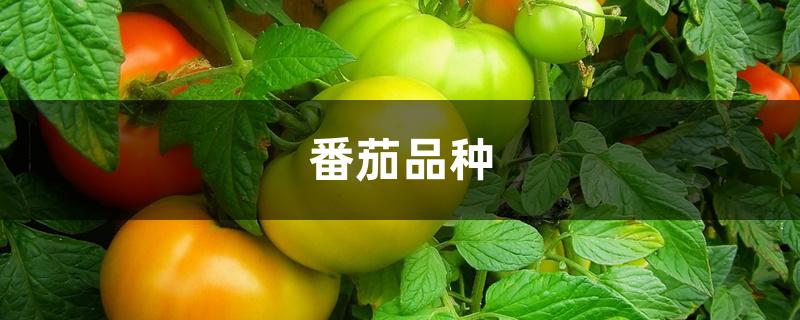 番茄品种 番茄品种