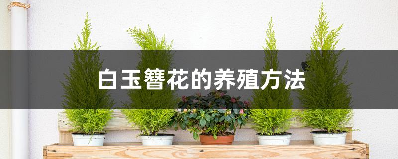 白玉簪花的养殖方法 白玉簪花的养殖方法