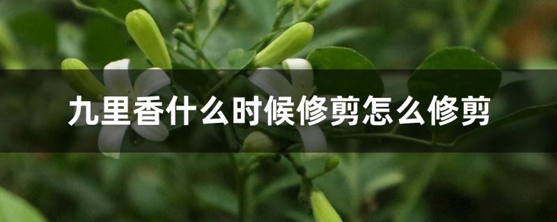 九里香什么时候修剪怎么修剪 九里香什么时候修剪怎么修剪