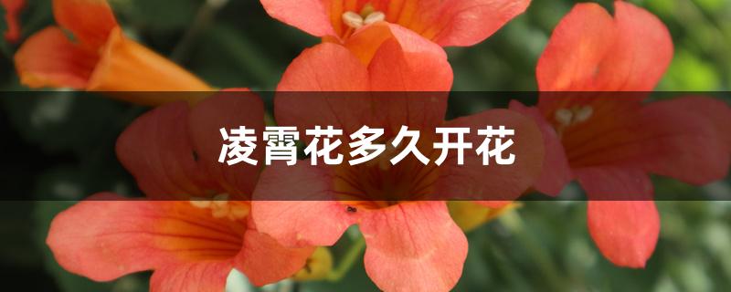 凌霄花多久开花 凌霄花多久开花