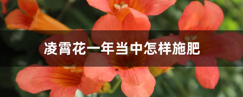 凌霄花一年当中怎样施肥 凌霄花一年当中怎样施肥
