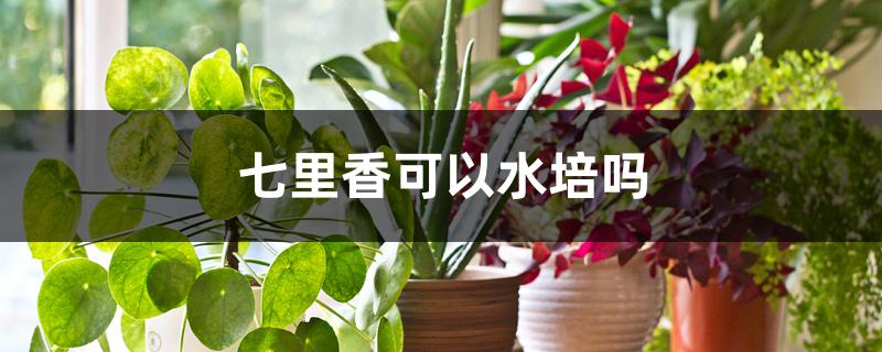 七里香可以水培吗 七里香可以水培吗