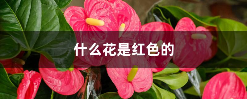什么花是红色的 什么花是红色的