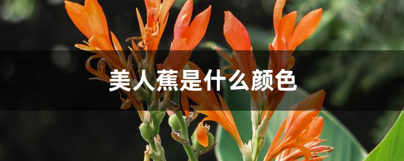 美人蕉是什么颜色 美人蕉是什么颜色
