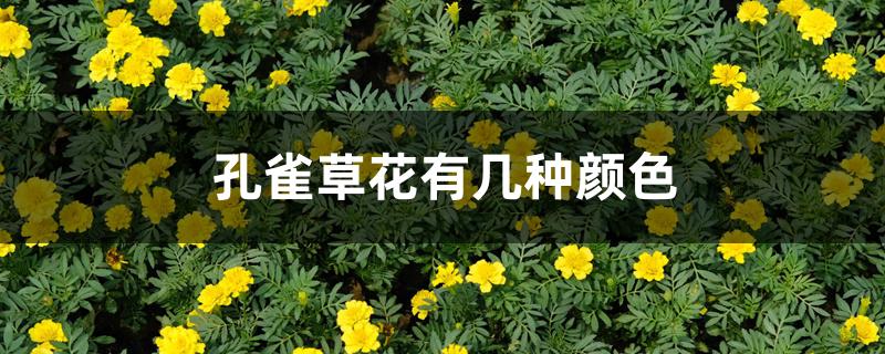 孔雀草花有几种颜色 孔雀草花有几种颜色