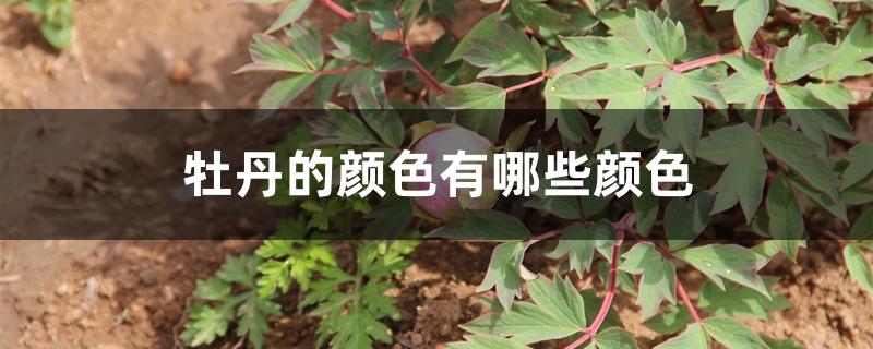 牡丹花的颜色有哪些 牡丹花的颜色有哪些