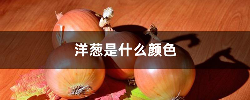 洋葱是什么颜色 洋葱是什么颜色