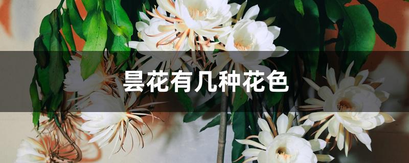 昙花有几种花色 昙花有几种花色