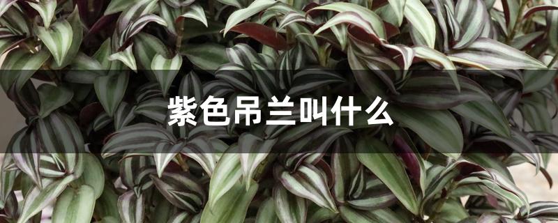 紫色吊兰叫什么 紫色吊兰叫什么