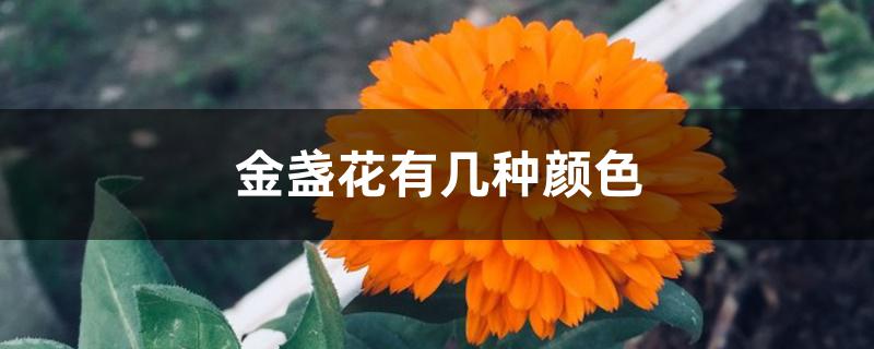 金盏花有几种颜色 金盏花有几种颜色