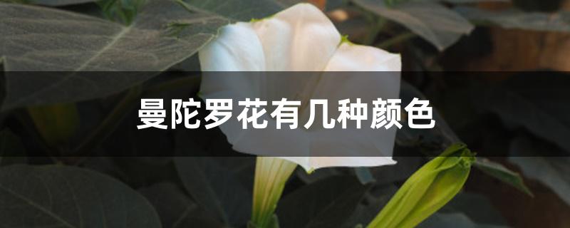 曼陀罗花有几种颜色 曼陀罗花有几种颜色