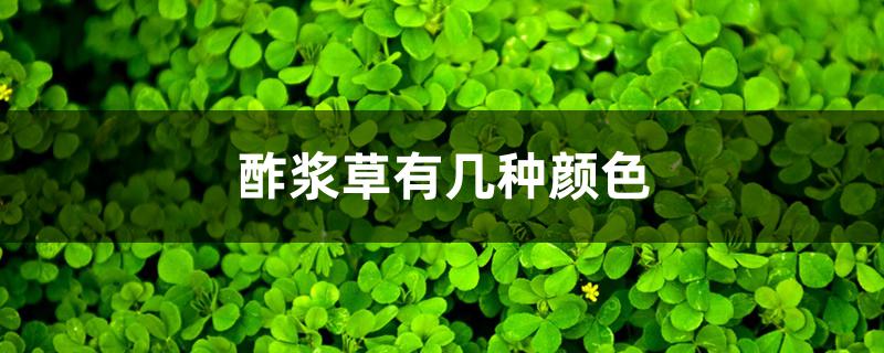 酢浆草有几种颜色