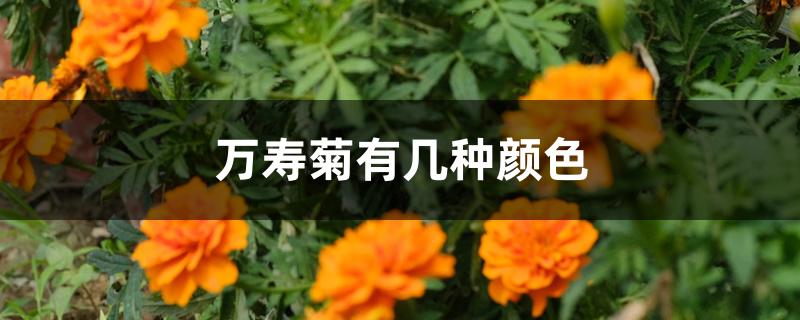 万寿菊有几种颜色 万寿菊有几种颜色