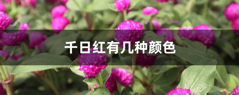 千日红有几种颜色