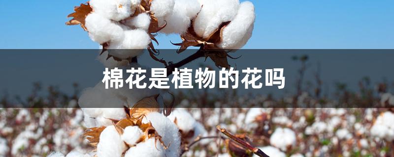 棉花是植物的花吗 棉花是植物的花吗