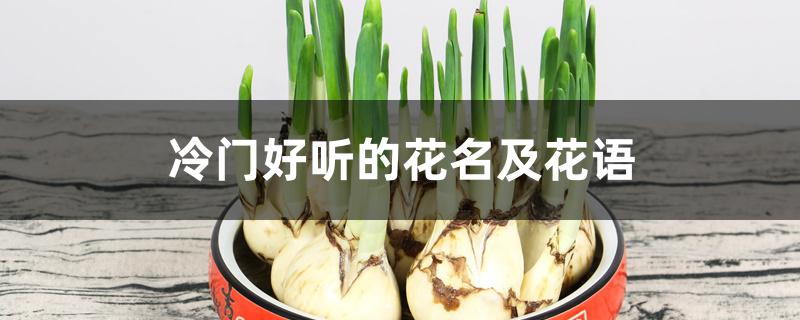 冷门好听的花名及花语 冷门好听的花名及花语