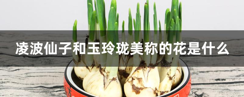 凌波仙子和玉玲珑美称的花是什么 凌波仙子和玉玲珑美称的花是什么