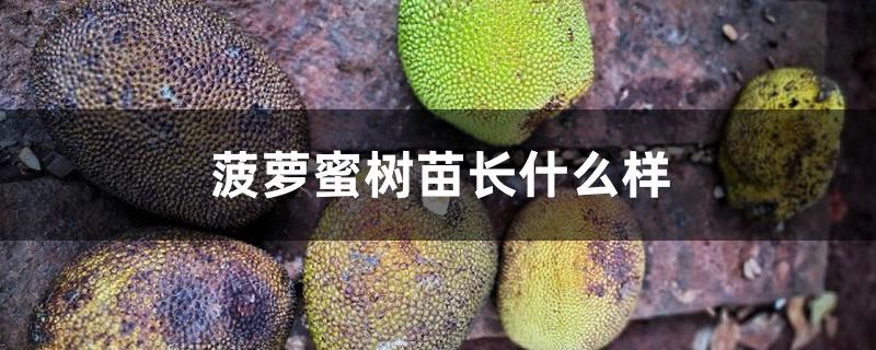菠萝蜜树苗长什么样 菠萝蜜树苗长什么样