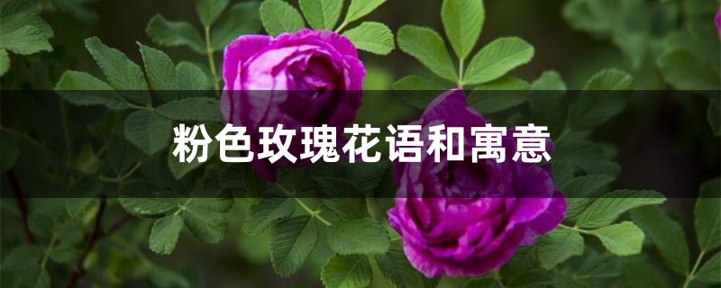 粉色玫瑰花语和寓意 粉色玫瑰花语和寓意