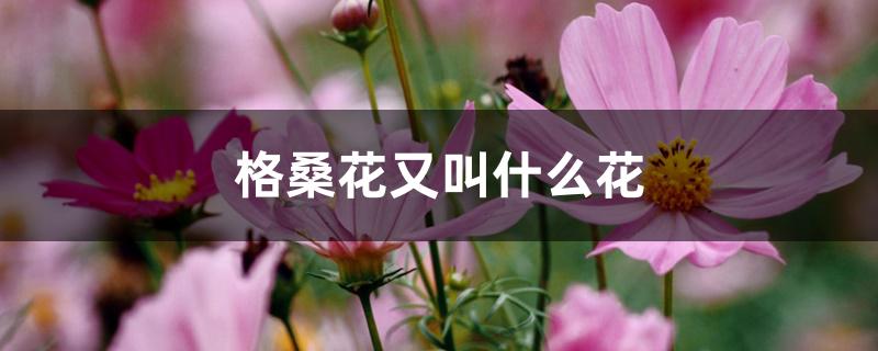 格桑花又叫什么花 格桑花又叫什么花