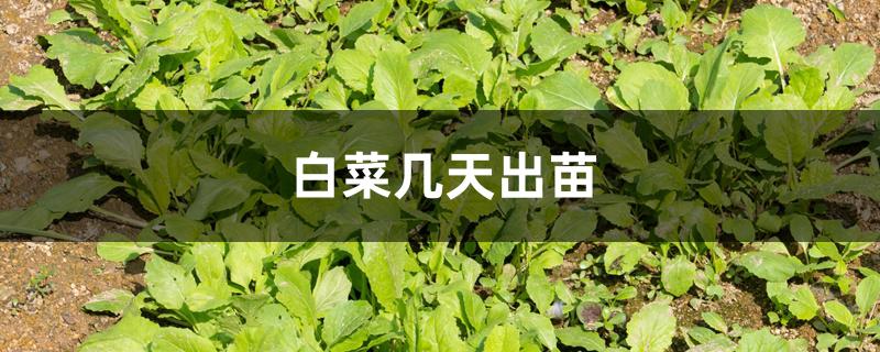 白菜几天出苗 白菜几天出苗
