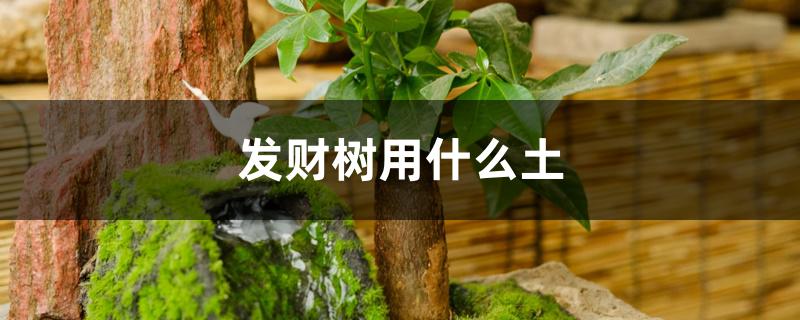 发财树用什么土 发财树用什么土