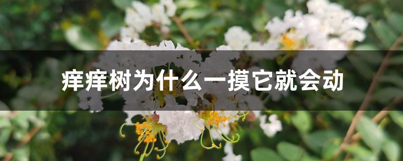 痒痒树为什么一摸它就会动 痒痒树为什么一摸它就会动