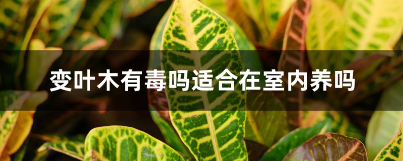 变叶木有毒吗适合在室内养吗 变叶木有毒吗适合在室内养吗