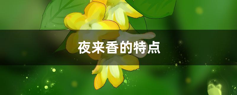 夜来香的特点 夜来香的特点