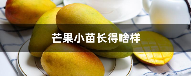 芒果小苗长得啥样 芒果小苗长得啥样