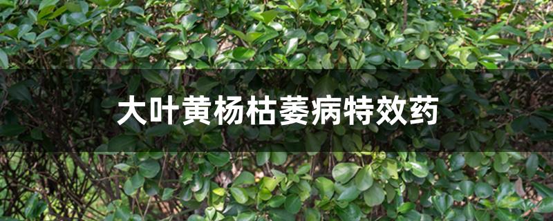 大叶黄杨枯萎病特效药 大叶黄杨枯萎病特效药