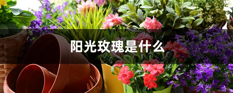 阳光玫瑰是什么 阳光玫瑰是什么