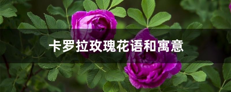 卡罗拉玫瑰花语和寓意 卡罗拉玫瑰花语和寓意