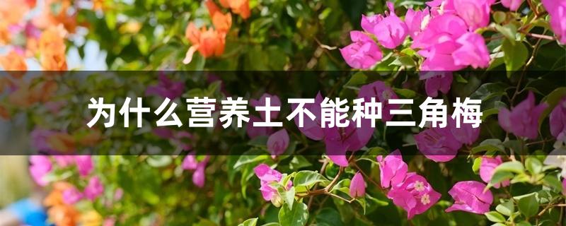 为什么营养土不能种三角梅 为什么营养土不能种三角梅