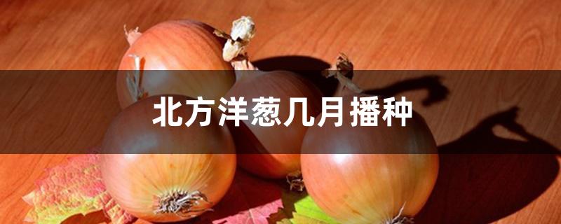 北方洋葱几月播种 北方洋葱几月播种