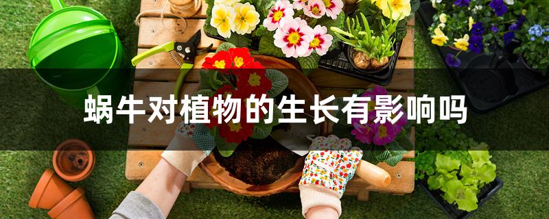 蜗牛对植物的生长有影响吗 蜗牛对植物的生长有影响吗