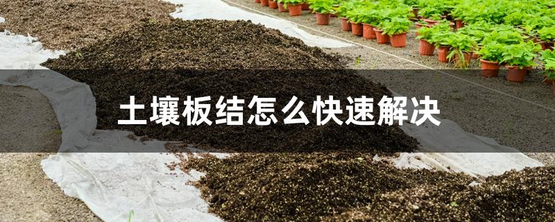 土壤板结怎么快速解决 土壤板结怎么快速解决