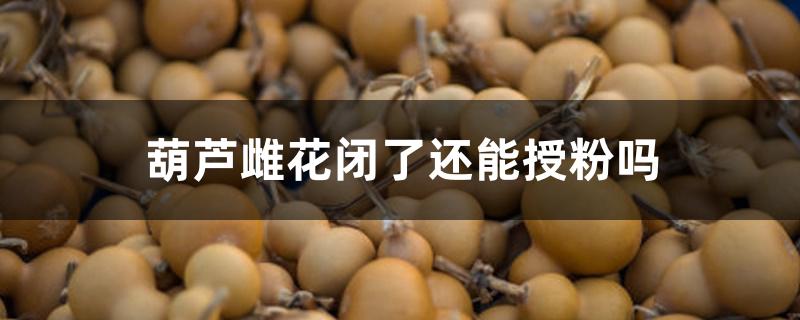 葫芦雌花闭了还能授粉吗 葫芦雌花闭了还能授粉吗