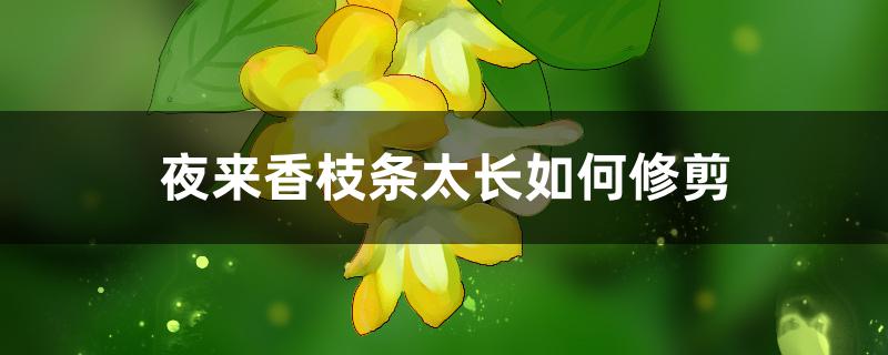 夜来香枝条太长如何修剪 夜来香枝条太长如何修剪