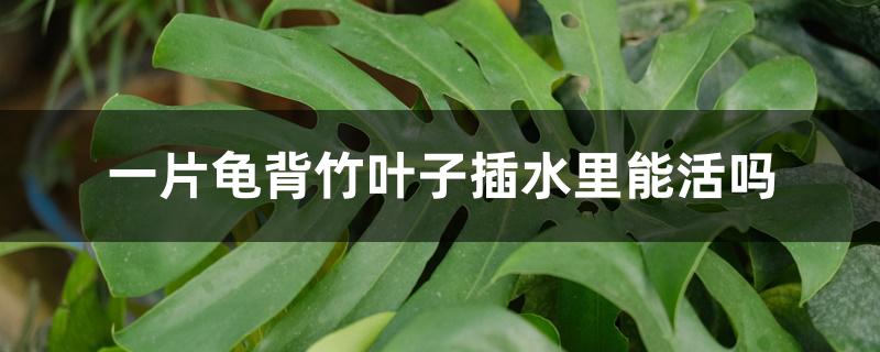 一片龟背竹叶子插水里能活吗 一片龟背竹叶子插水里能活吗