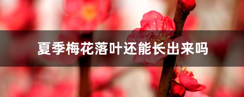 夏季梅花落叶还能长出来吗 夏季梅花落叶还能长出来吗