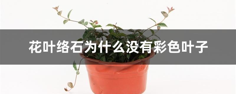 花叶络石为什么没有彩色叶子 花叶络石为什么没有彩色叶子