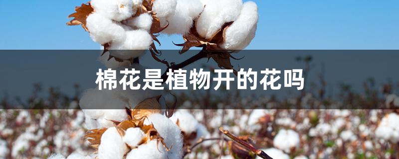棉花是植物开的花吗 棉花是植物开的花吗