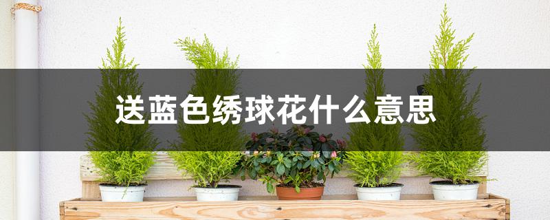 送蓝色绣球花什么意思 送蓝色绣球花什么意思