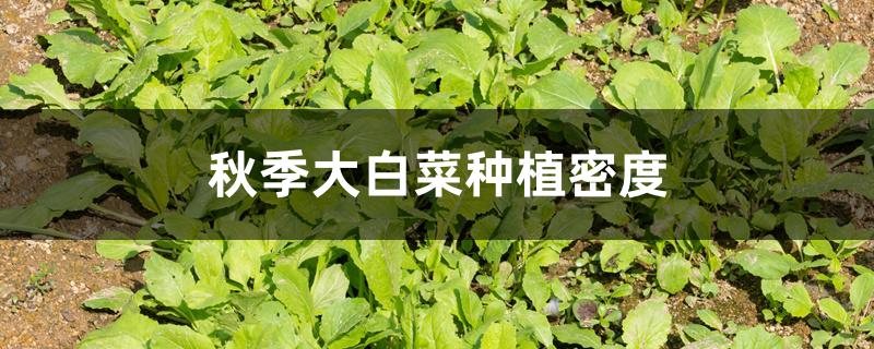 秋季大白菜种植密度 秋季大白菜种植密度