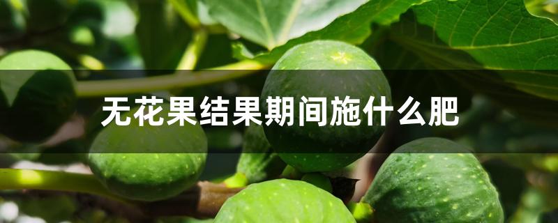 无花果结果期间施什么肥 无花果结果期间施什么肥